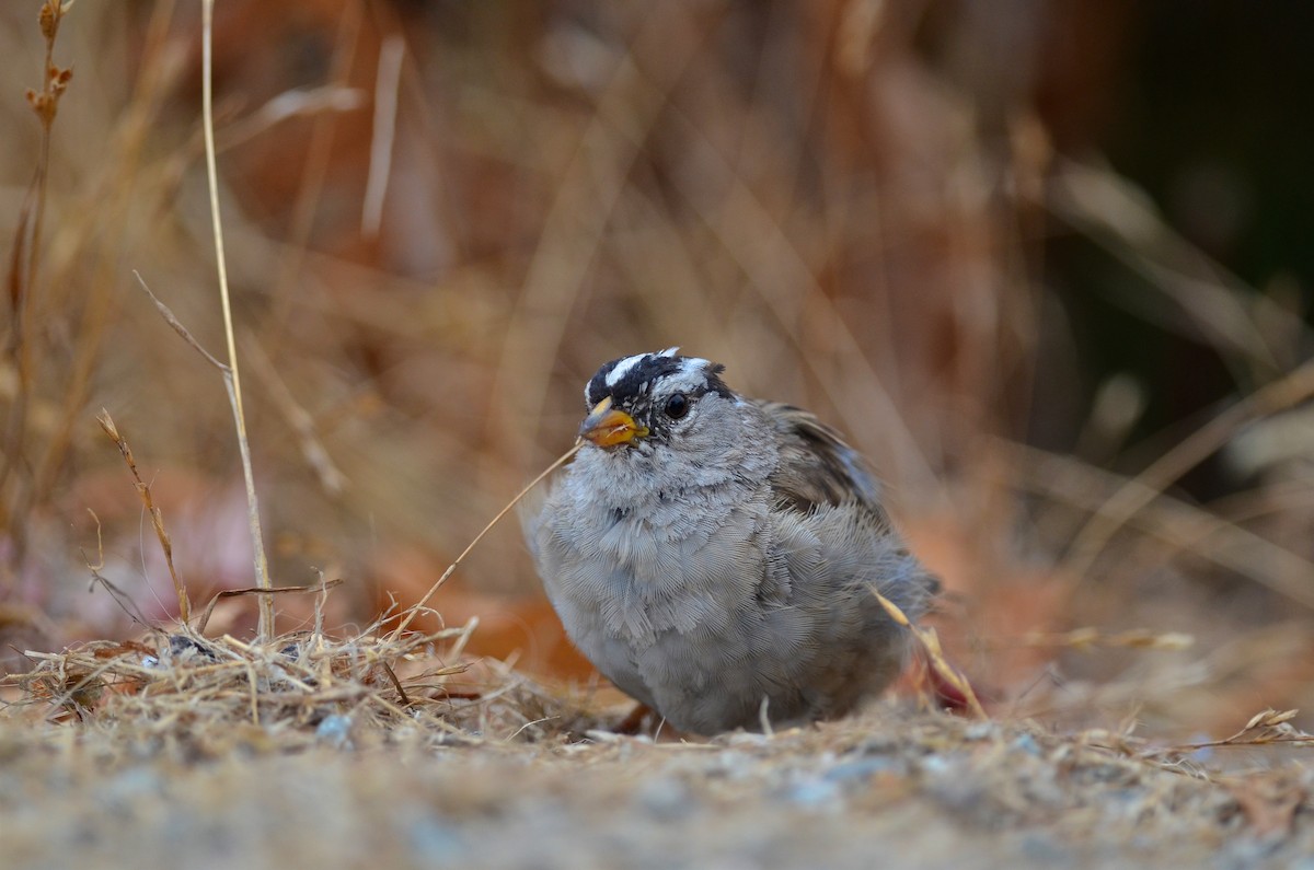 White-crowned Sparrow - Chun-Chieh Liao