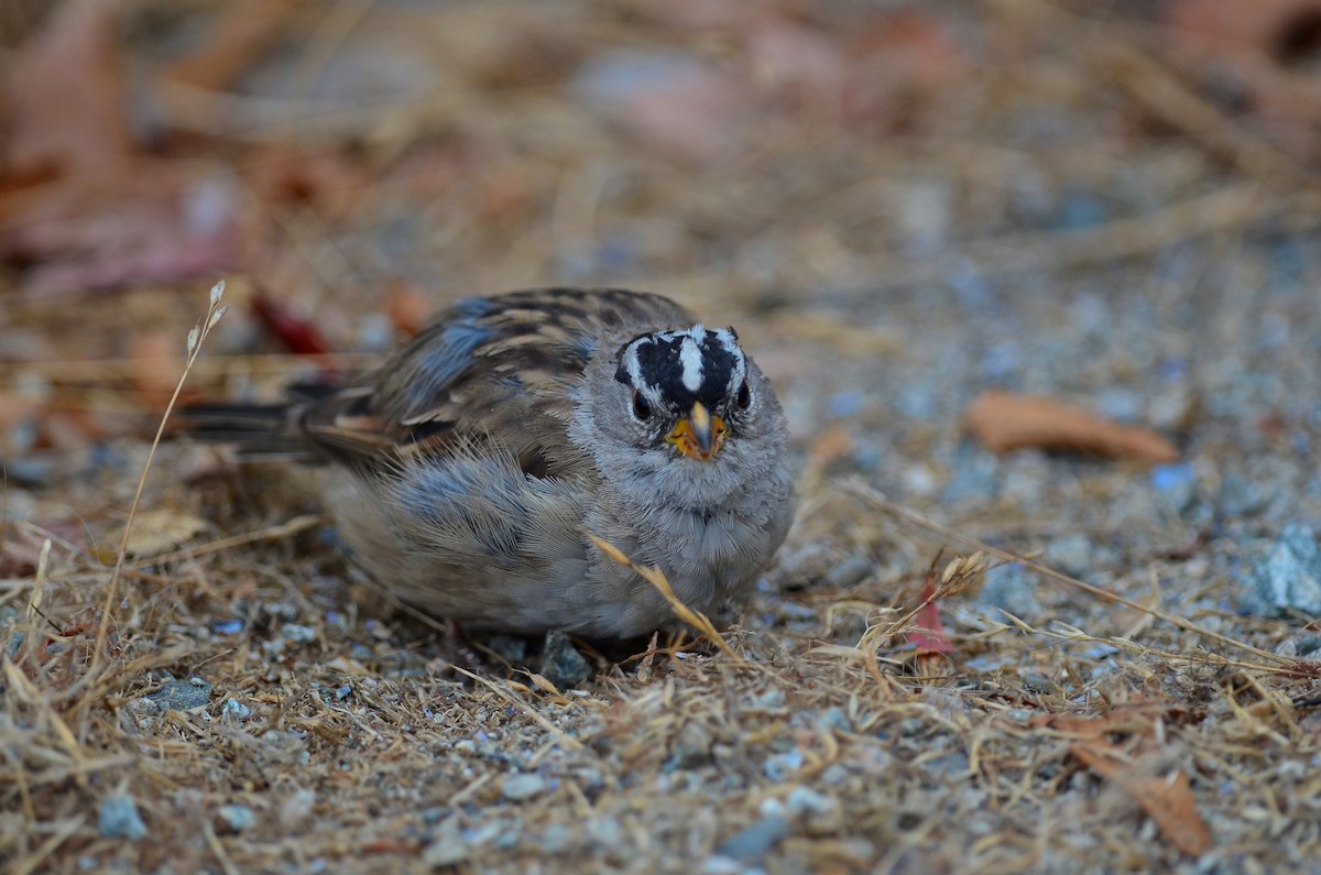 White-crowned Sparrow - ML114811151