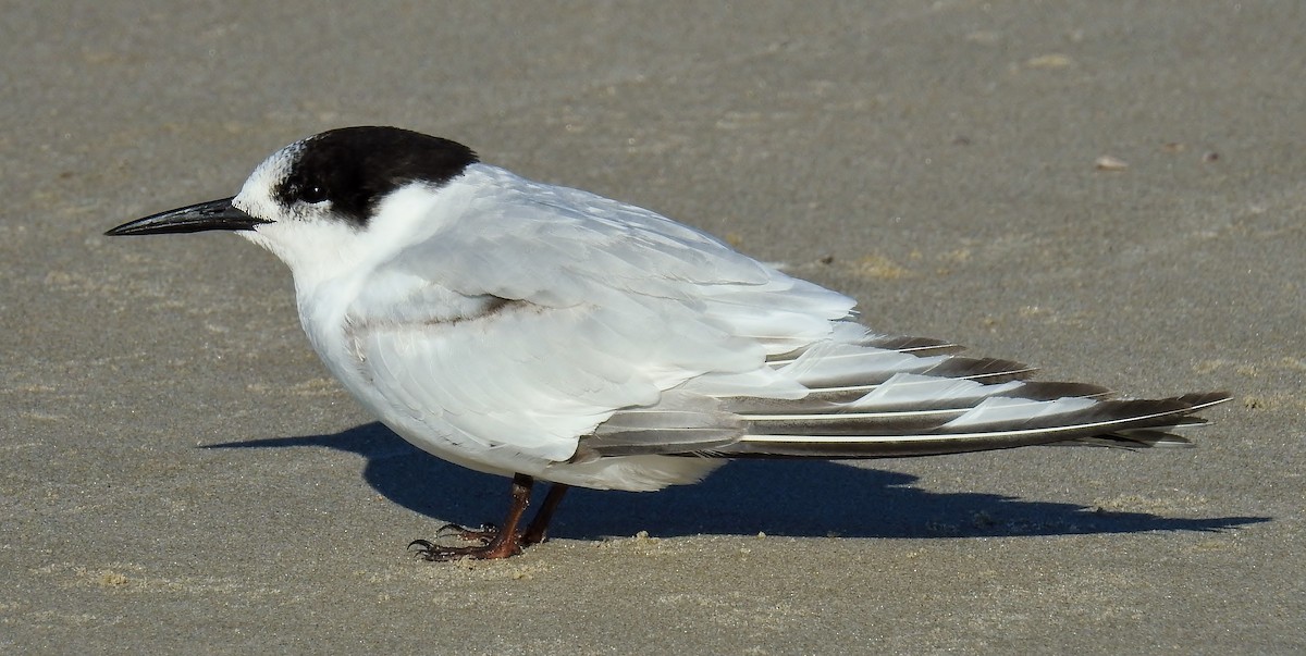 White-fronted Tern - ML114813321