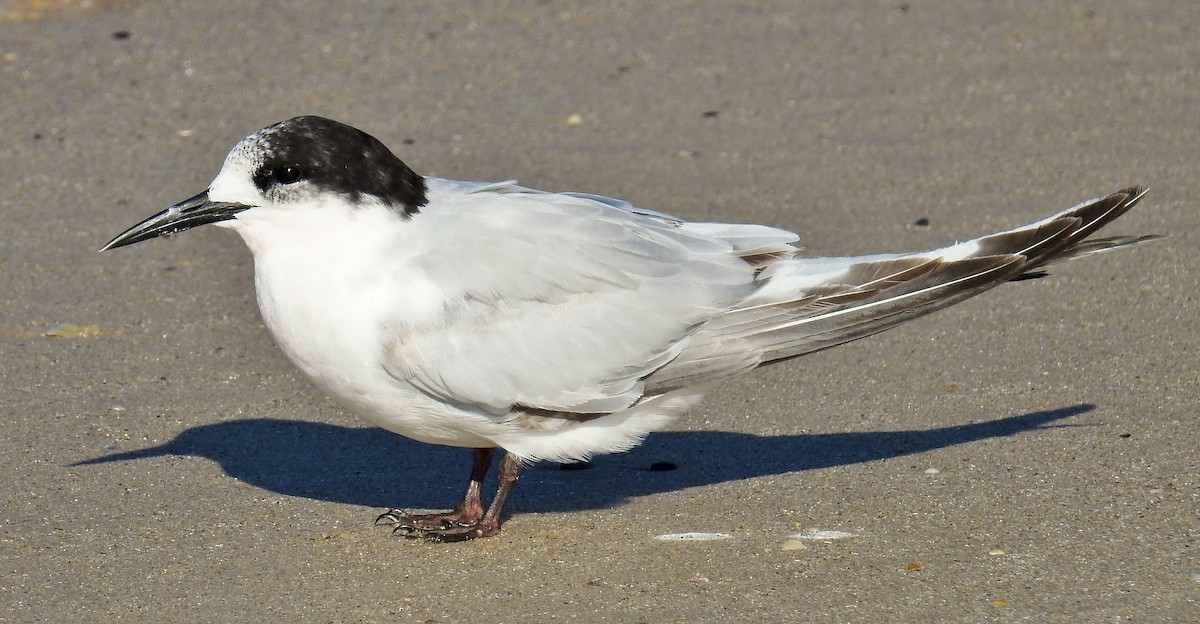 White-fronted Tern - ML114813341
