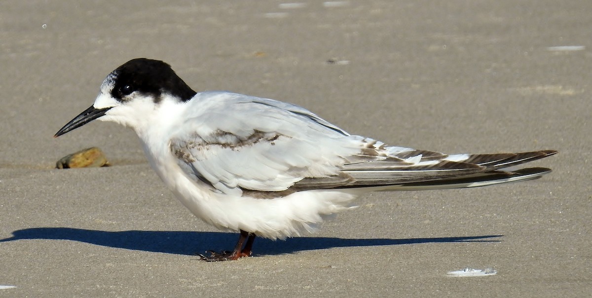 White-fronted Tern - ML114813351