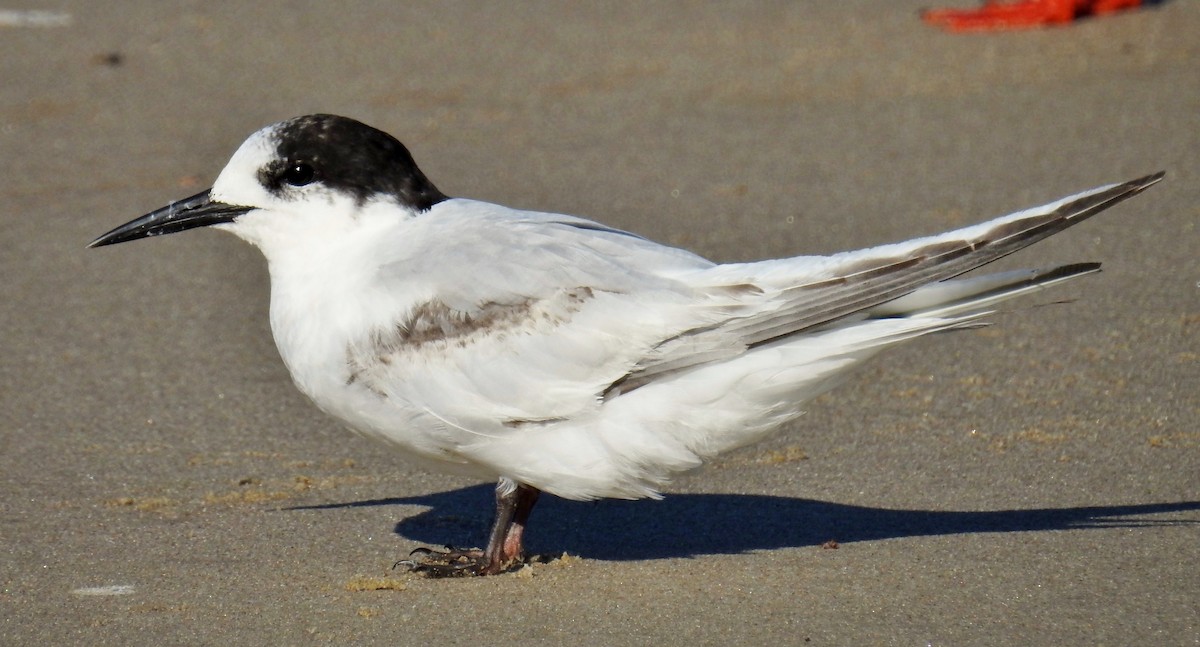 White-fronted Tern - ML114813371