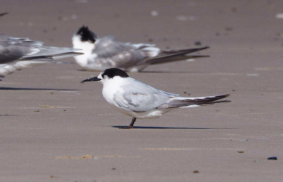 White-fronted Tern - Deb Oliver