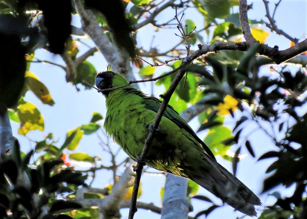 Yeşil Başlı Sorguçlu Papağan - ML114814541