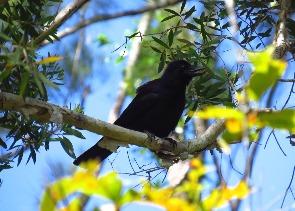 New Caledonian Crow - Mark Smiles