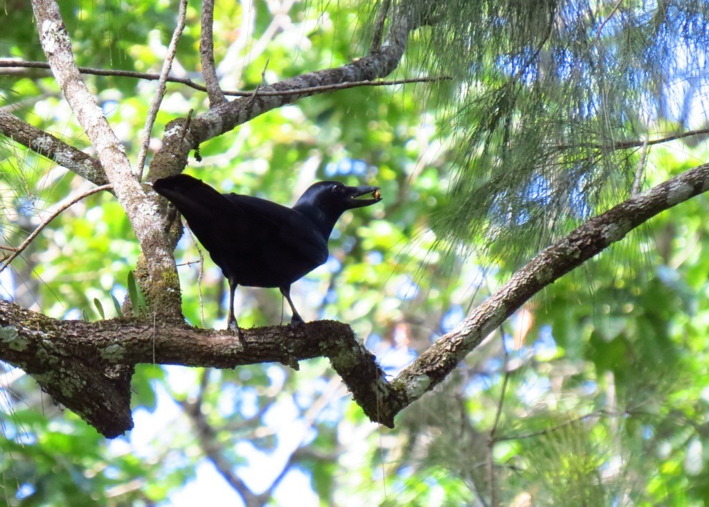 New Caledonian Crow - Mark Smiles