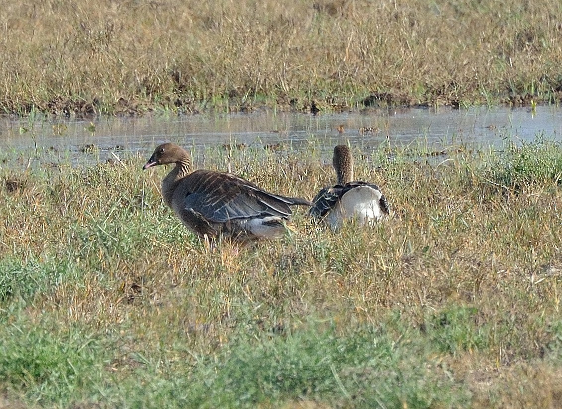 Pink-footed Goose - Georges Olioso