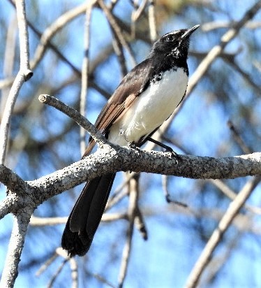 Willie-wagtail - ML114821821