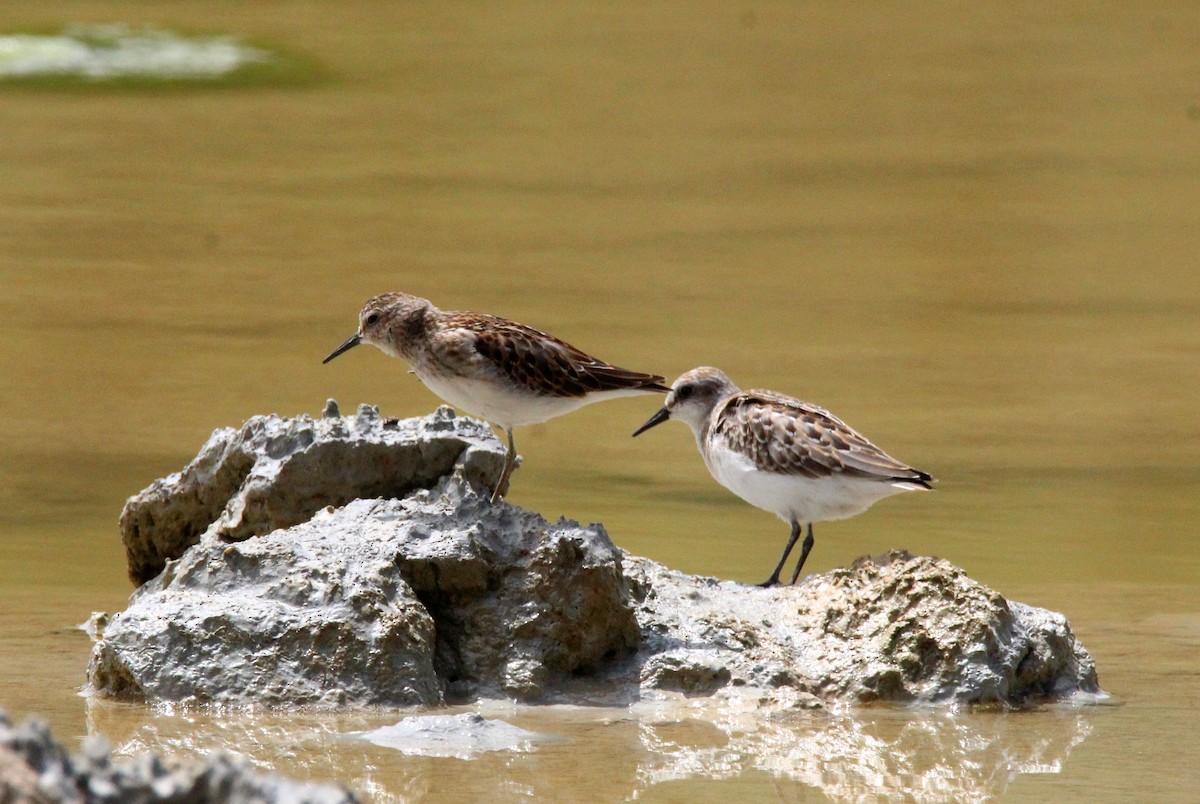 Semipalmated Sandpiper - Lisseth Hernández