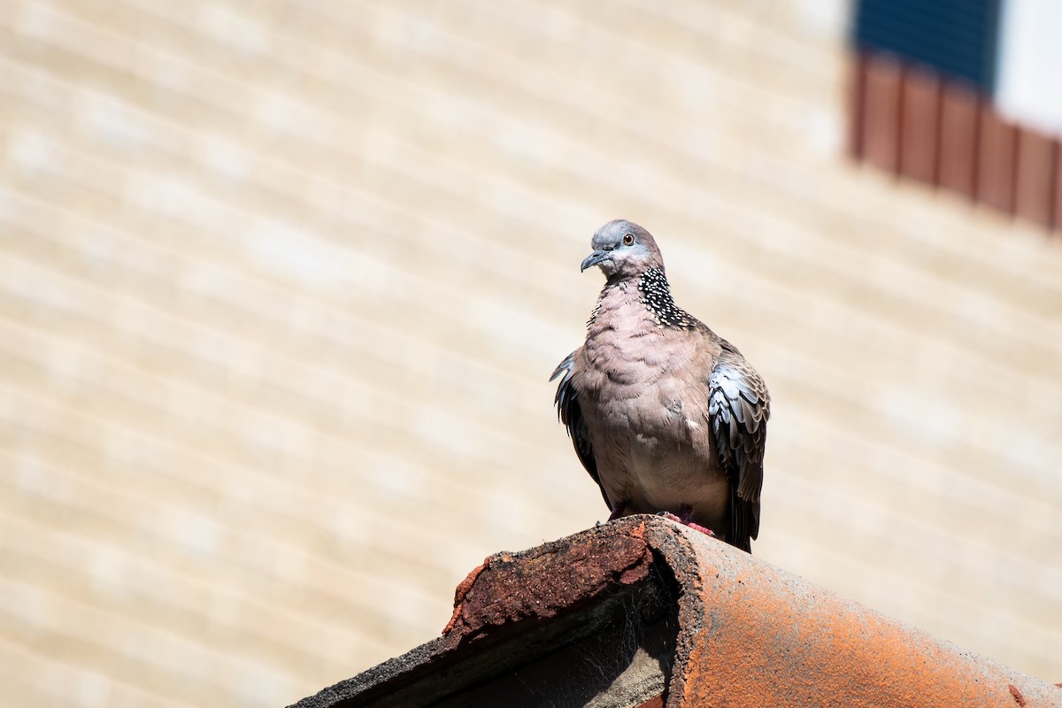 Spotted Dove - ML114825991