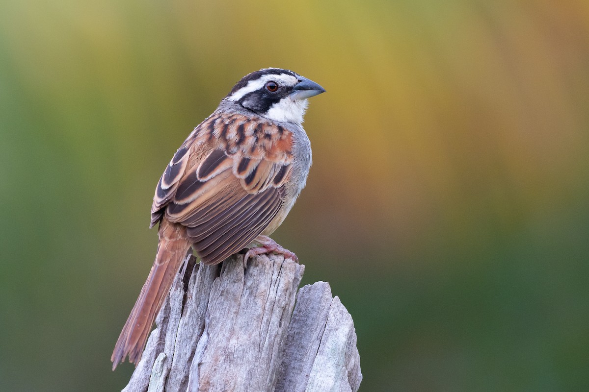 Stripe-headed Sparrow - ML114826881