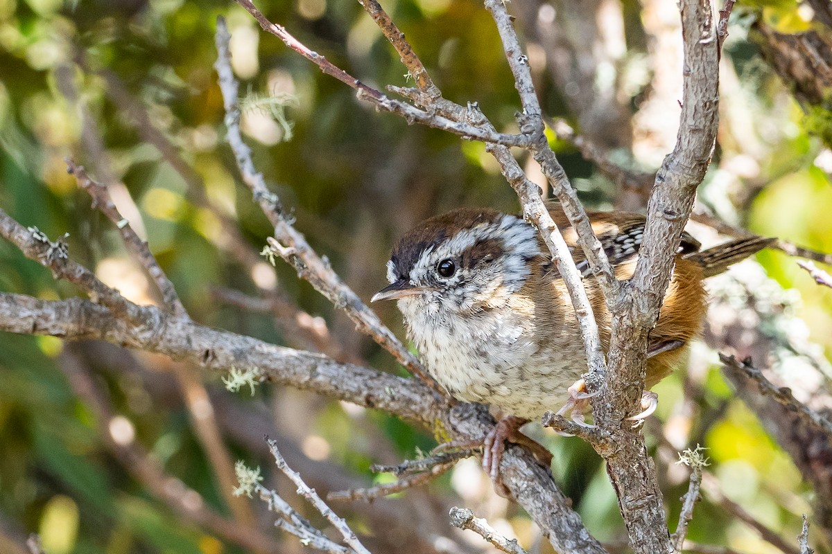 Timberline Wren - Phil Chaon