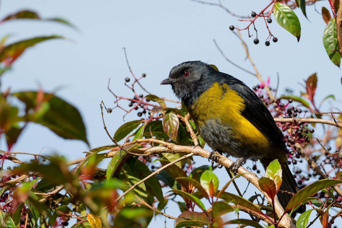 Black-and-yellow Silky-flycatcher - Phil Chaon