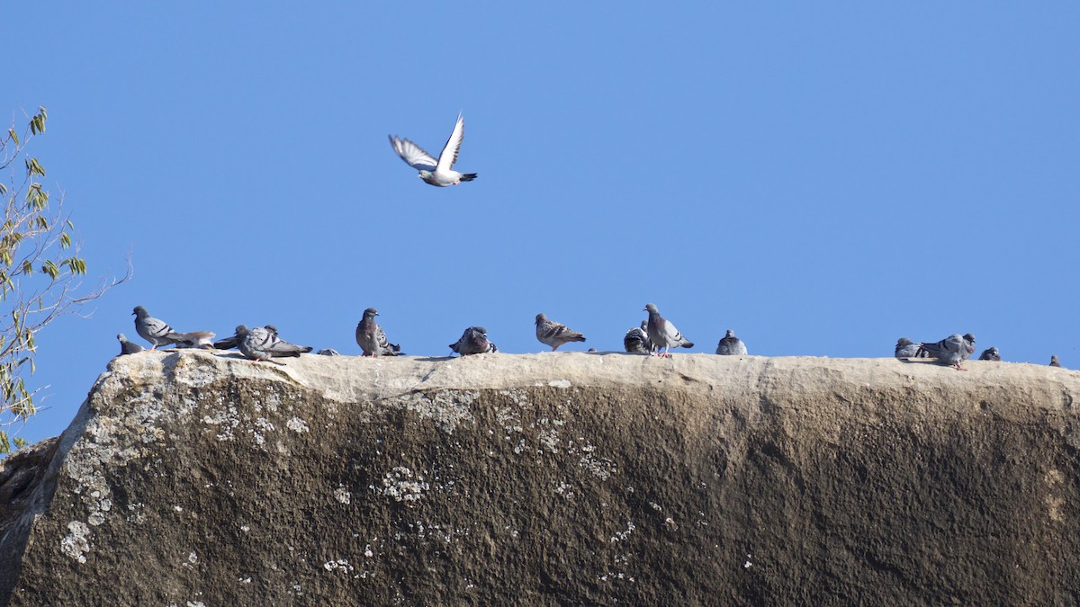Rock Pigeon (Feral Pigeon) - Marc Gálvez