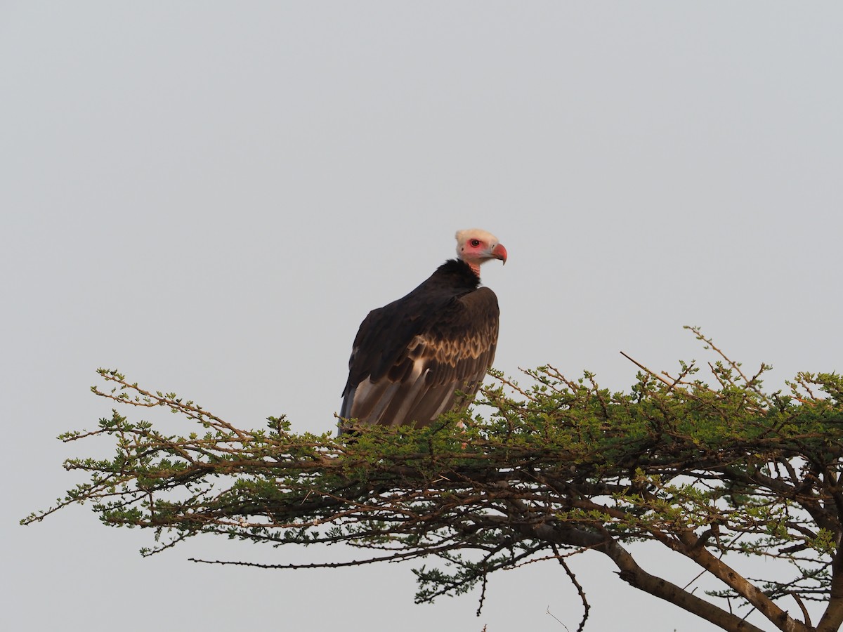 White-headed Vulture - Phil Chaon