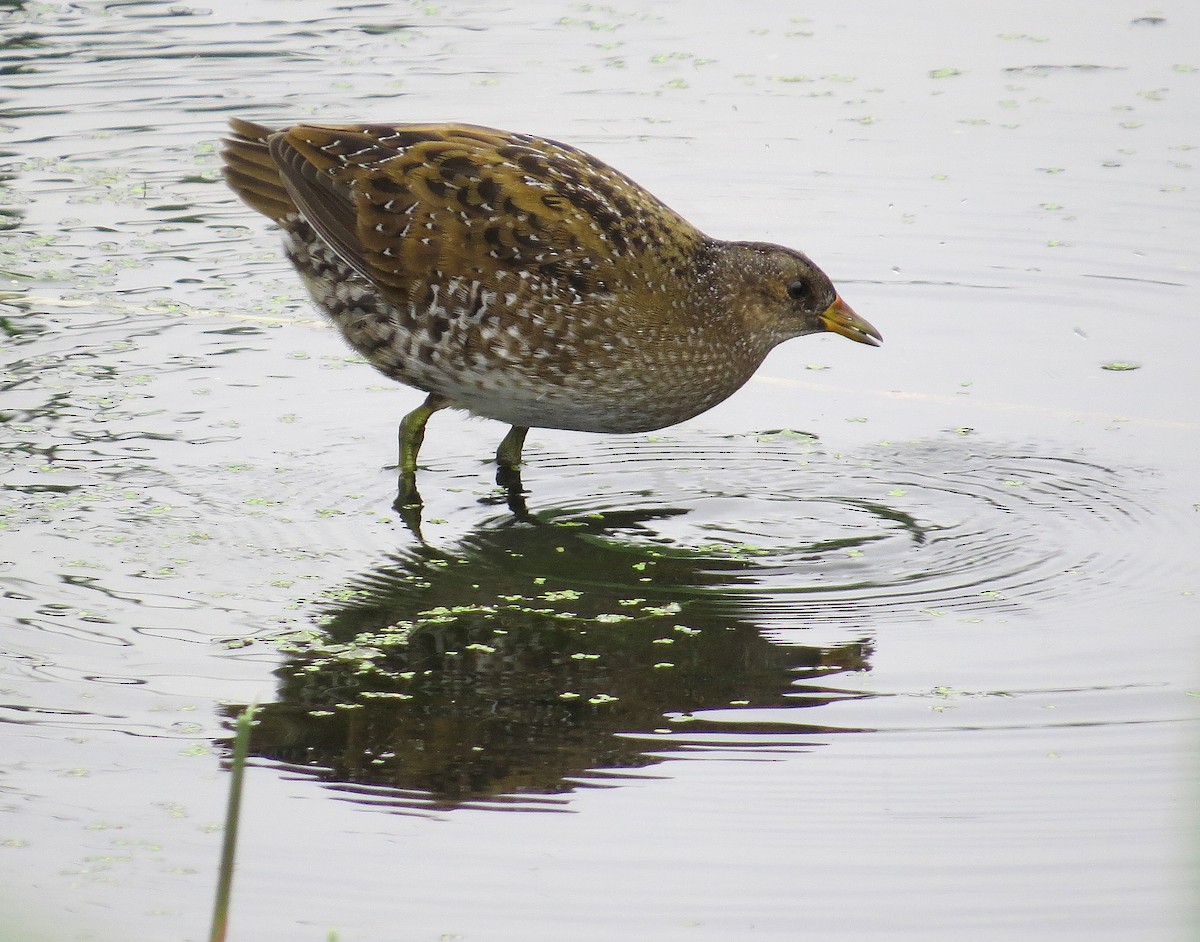 Spotted Crake - Mike Wheeler
