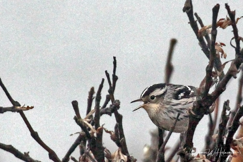 Black-and-white Warbler - ML114834511
