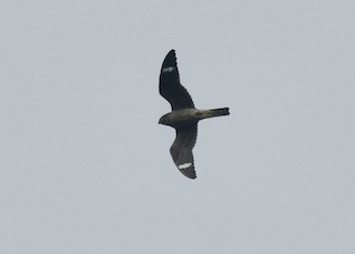 Common Nighthawk, ML114835191