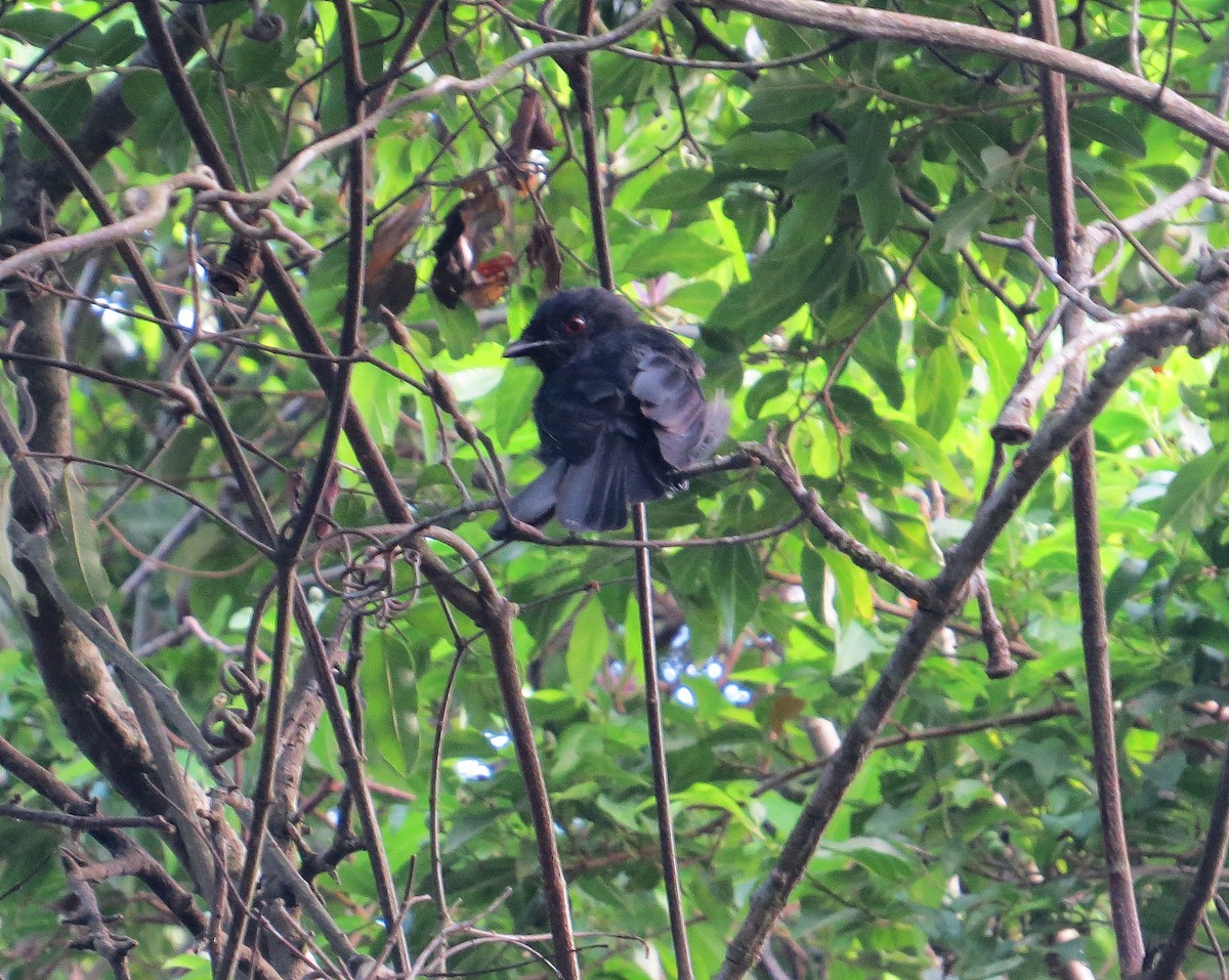 Square-tailed Drongo - Mike Wheeler