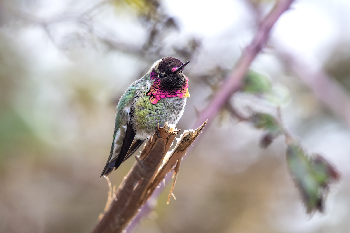 Anna's Hummingbird - ML114835691