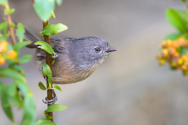 Wrentit