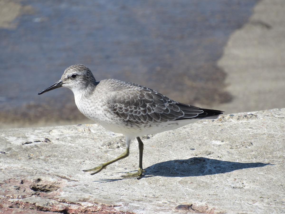 Red Knot - ML114838201