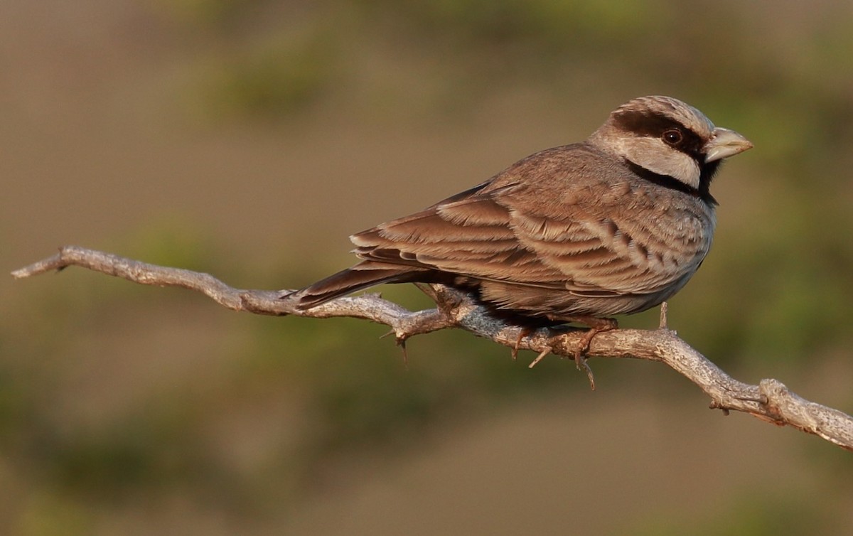 Ashy-crowned Sparrow-Lark - Surendhar Boobalan