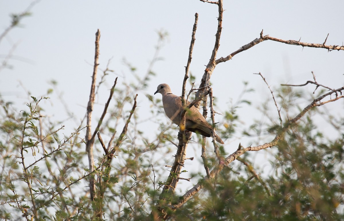 Eurasian Collared-Dove - Surendhar Boobalan