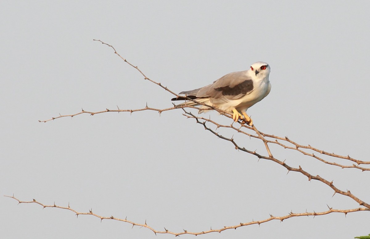 Black-winged Kite - Surendhar Boobalan