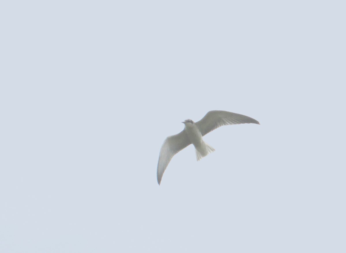 White-winged Tern - ML114844161
