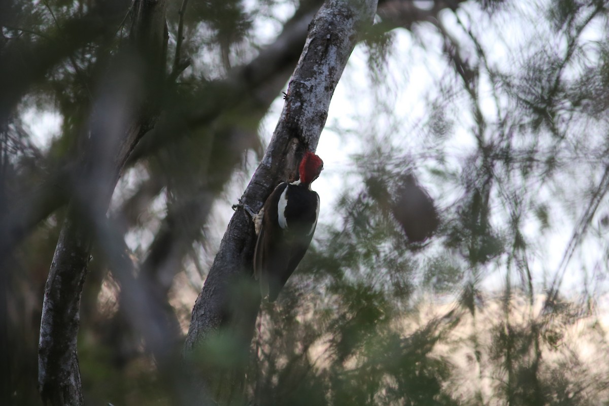 Lineated Woodpecker (Dusky-winged) - ML114846561
