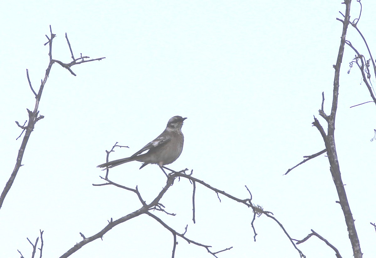 Long-tailed Mockingbird - Rohan van Twest