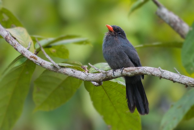 Black-fronted Nunbird