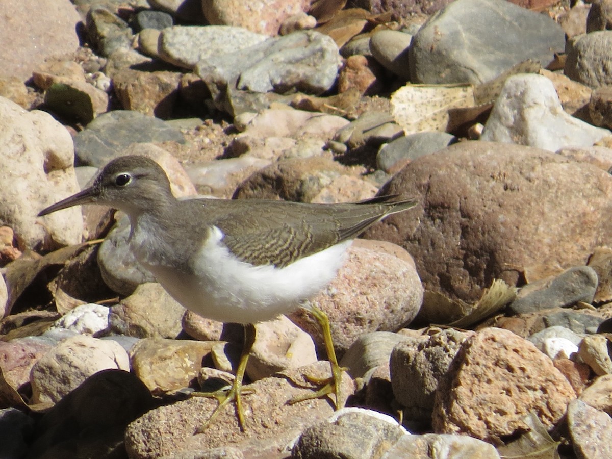 Spotted Sandpiper - Rob Woodward