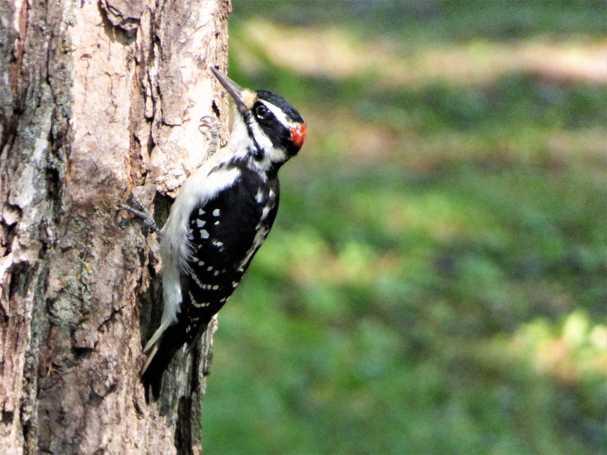 Hairy Woodpecker - Patrice Blouin
