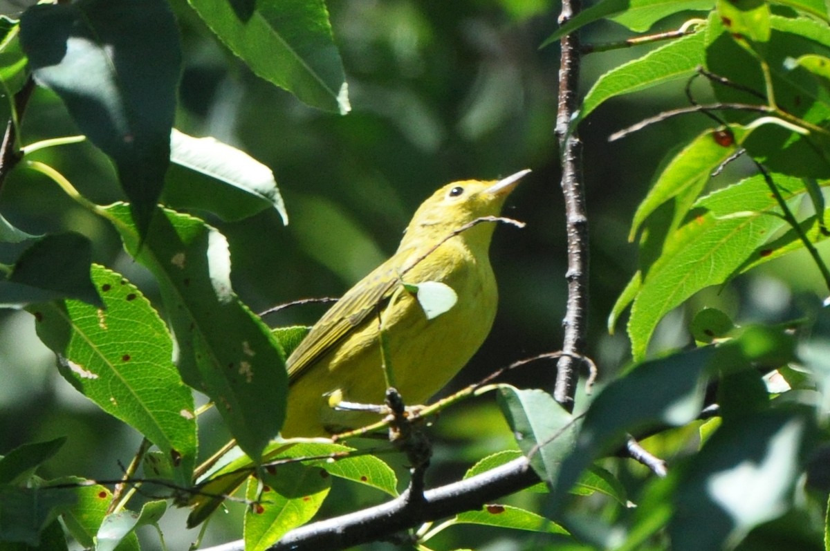 Yellow Warbler (Northern) - Matthew Cvetas