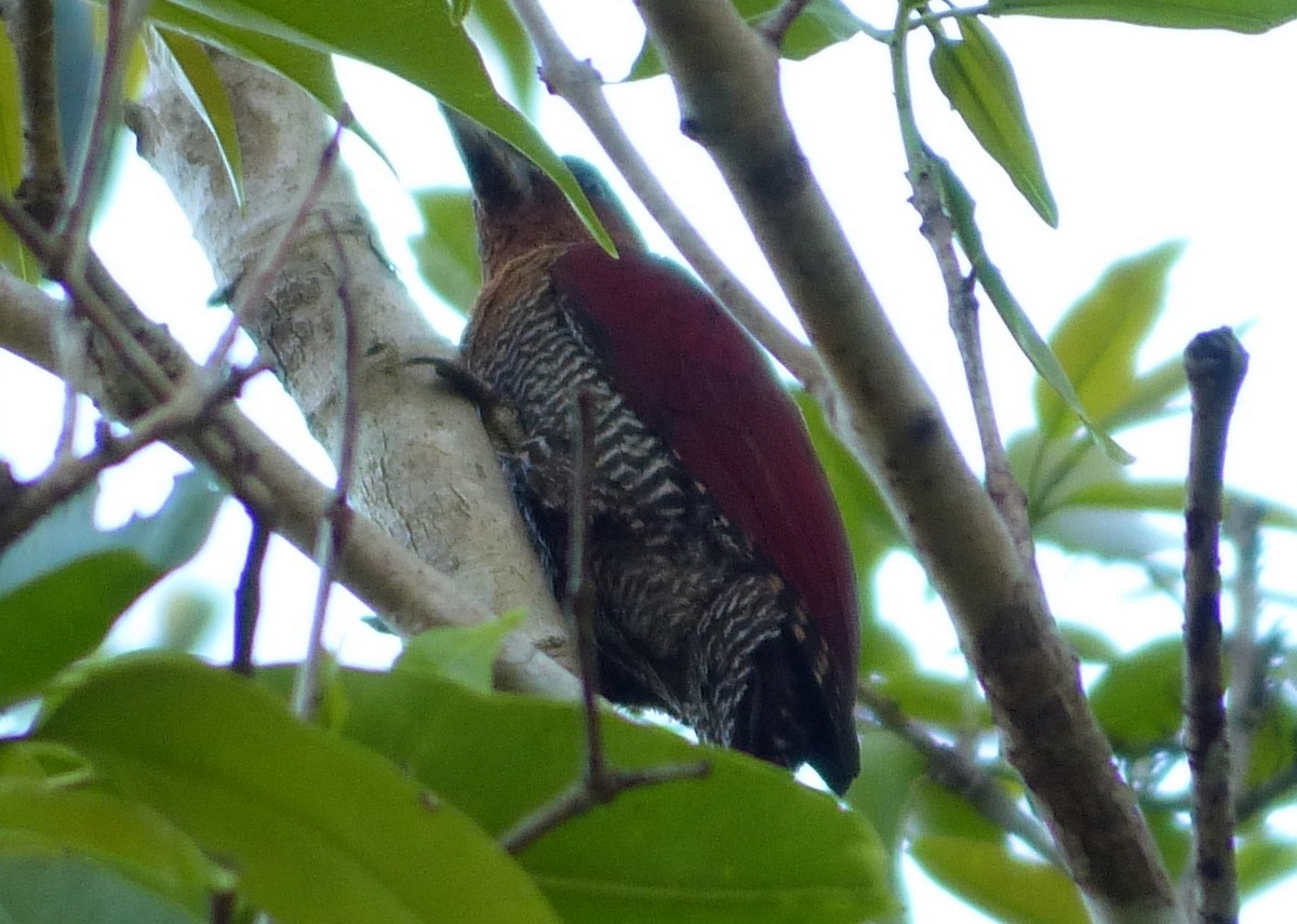 Banded Woodpecker - Andy Frank
