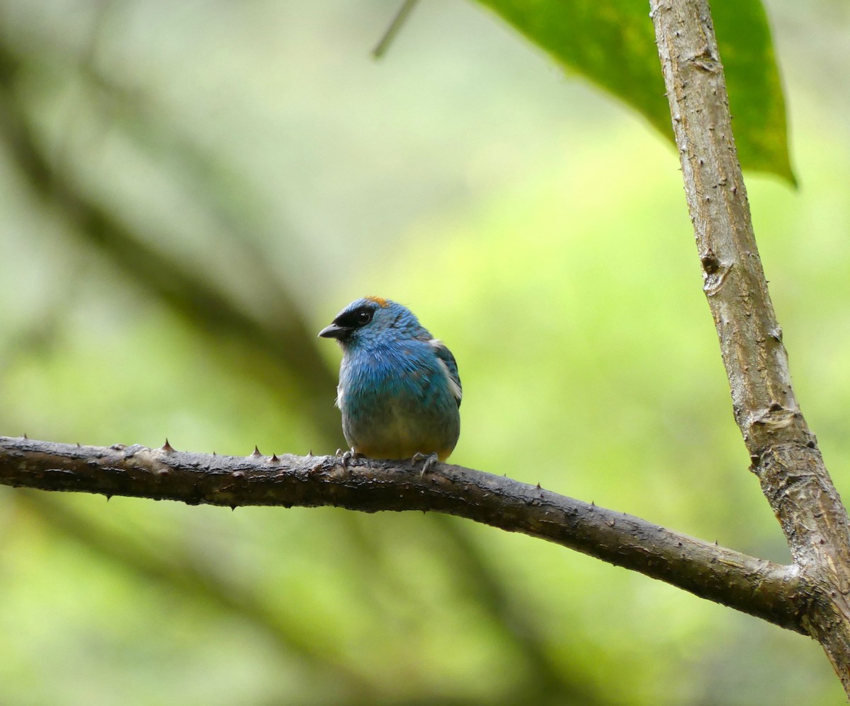 Golden-naped Tanager - ML114853461