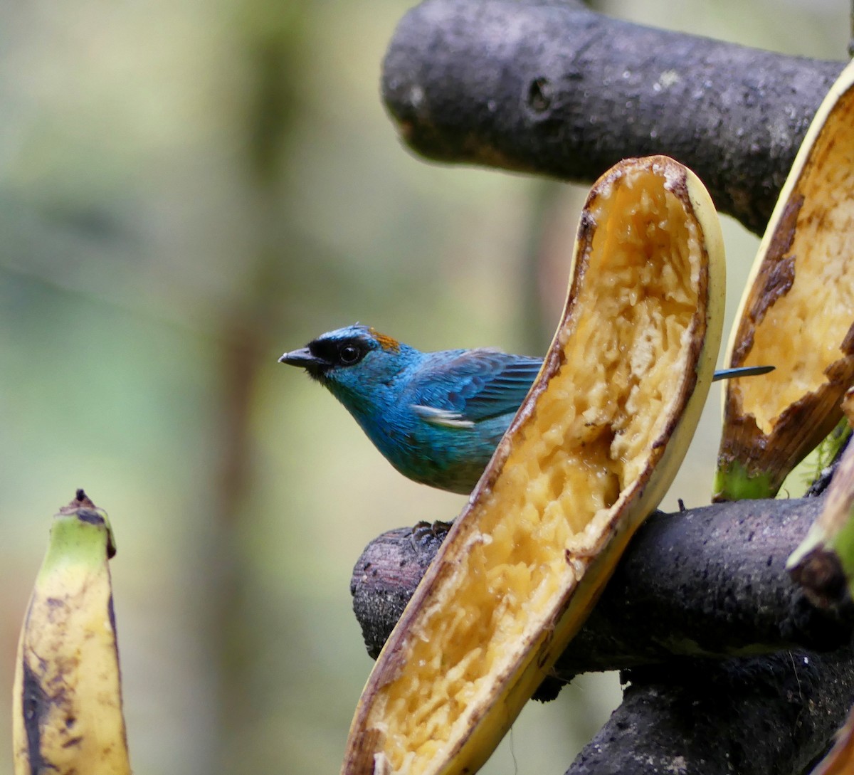 Golden-naped Tanager - ML114853471