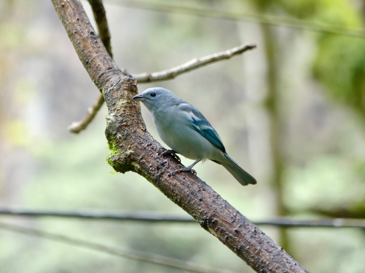 Blue-gray Tanager - ML114853801