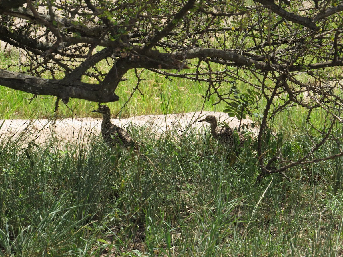 Spotted Thick-knee - ML114855441