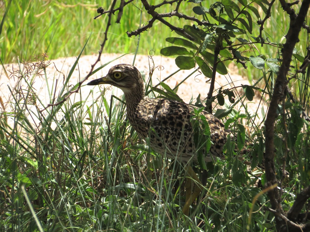 Spotted Thick-knee - ML114855521
