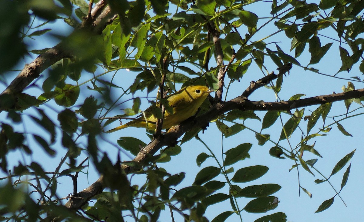 Yellow Warbler - ML114855561