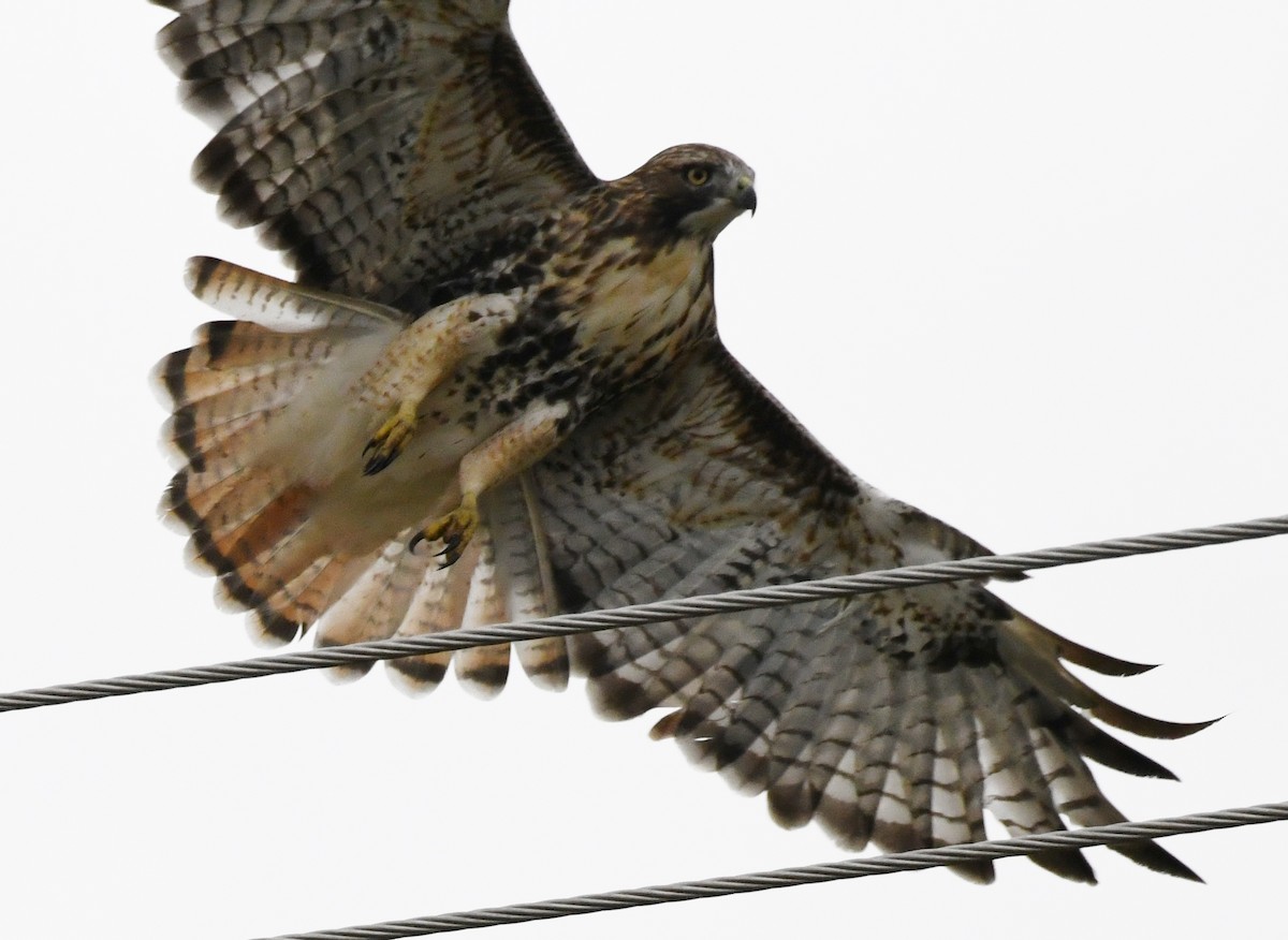 Red-tailed Hawk (abieticola) - Gail Bruckner
