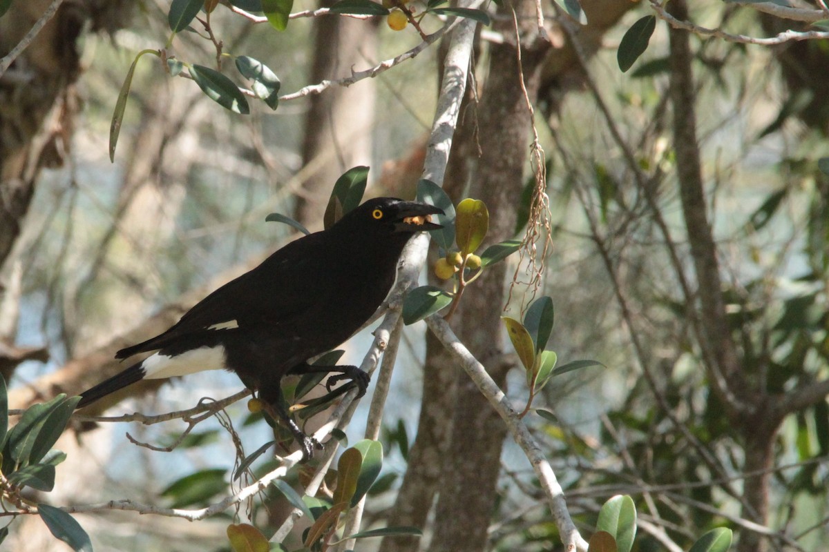 Pied Currawong - Greg and Georgie Shaw