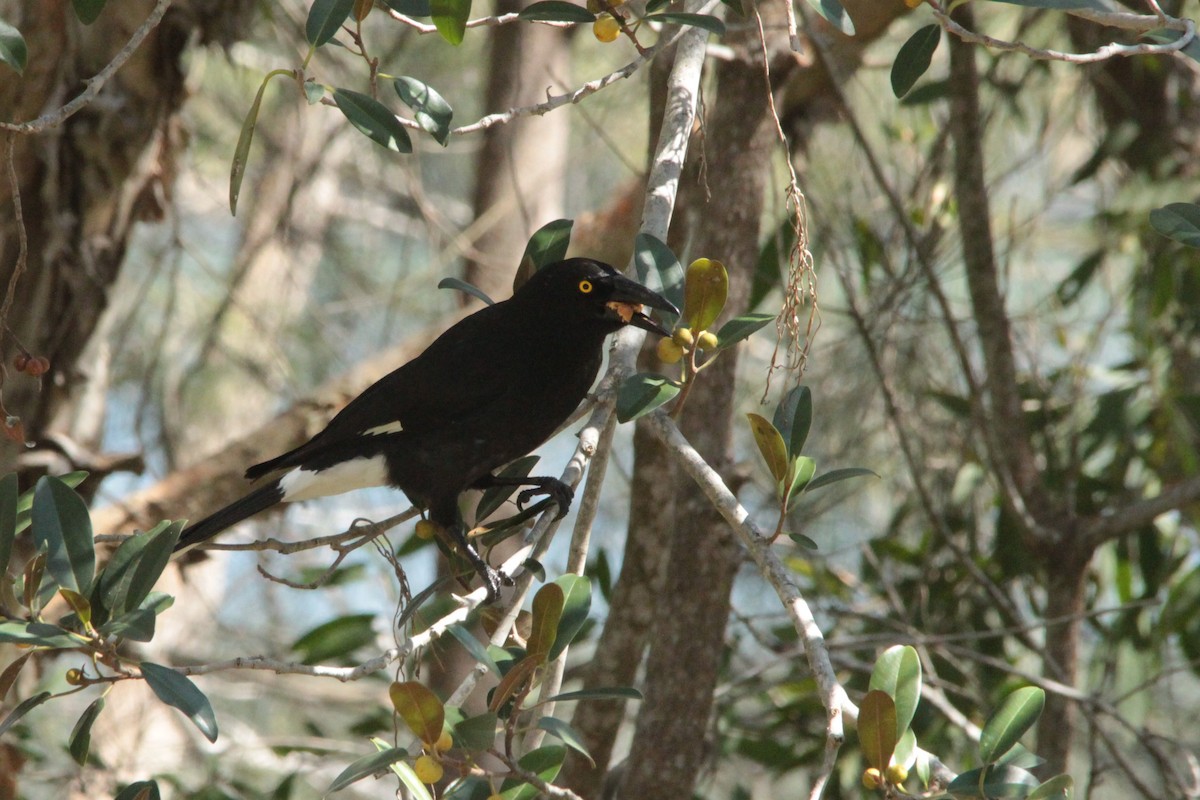 Pied Currawong - Greg and Georgie Shaw