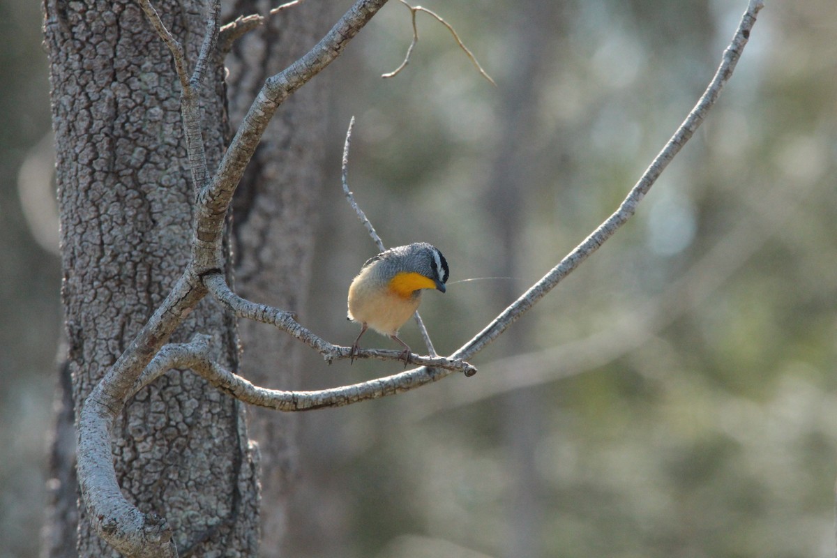 Spotted Pardalote - Greg and Georgie Shaw