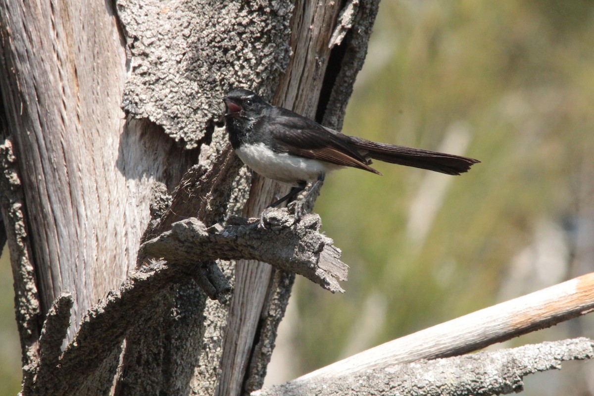 Willie-wagtail - Greg and Georgie Shaw