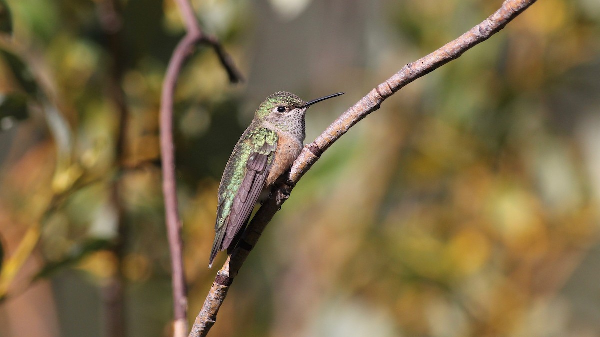Broad-tailed Hummingbird - Eric Hynes