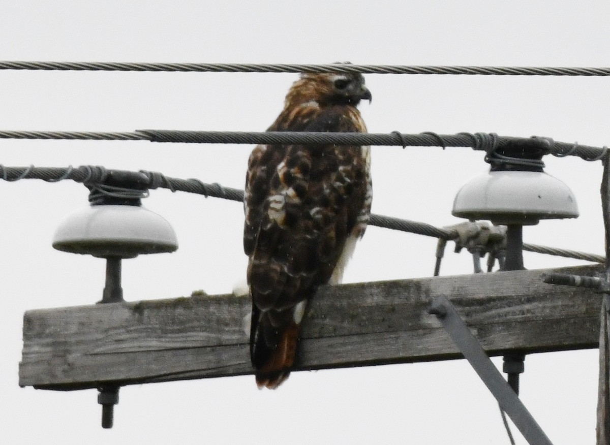 Red-tailed Hawk (abieticola) - Gail Bruckner